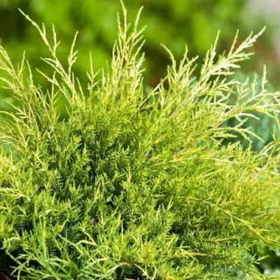 Можжевельник ОЛД ГОЛД средний в Новополоцке