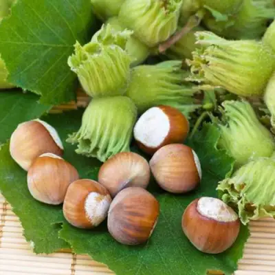 Фундук КРЕПКИЙ ОРЕШЕК в Новополоцке