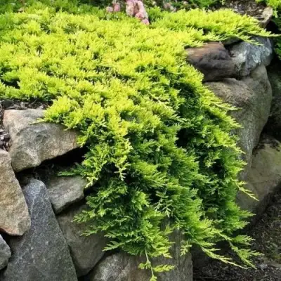 Можжевельник ГОЛДЕН КАРПЕТ горизонтальный  в Новополоцке