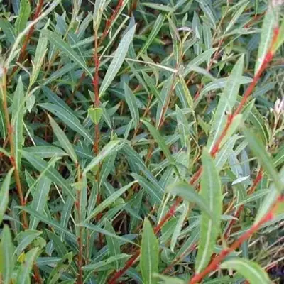 Ива НАНА пурпурная в Новополоцке