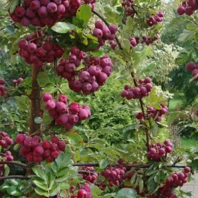 Рябина ДЕСЕРТНАЯ МИЧУРИНА сладкоплодная в Новополоцке