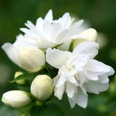 Жасмин ШНЕЕШТРУМ в Новополоцке