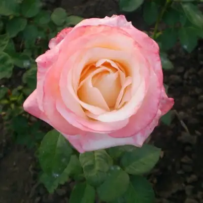 Роза БЕЛА ПЕРЛА чайно-гибридная в Новополоцке