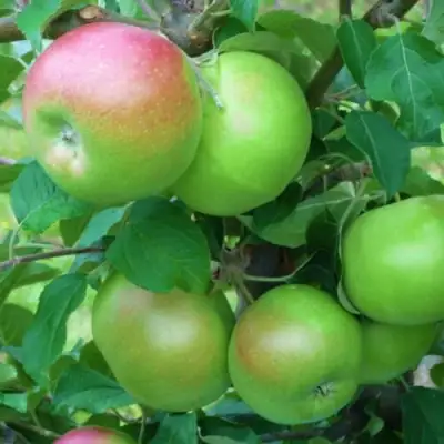 Яблоня НАВАВИТА в Новополоцке