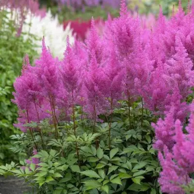 Астильба АМЕТИСТ Арендса в Новополоцке