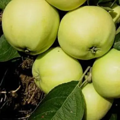 Яблоня ПАПИРОВКА в Новополоцке