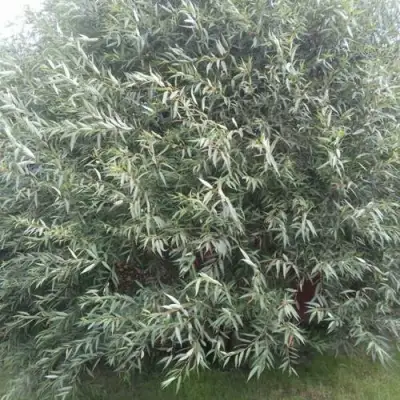 Ива СЕРЕБРИСТАЯ в Новополоцке