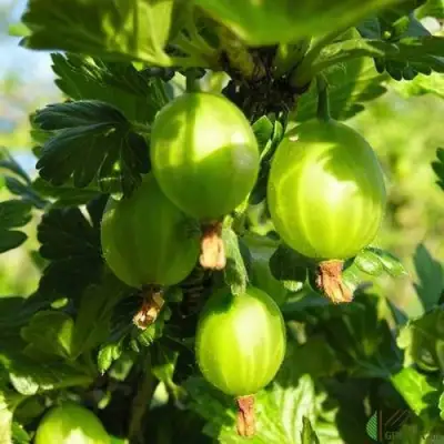 Крыжовник МАЛАХИТ в Новополоцке