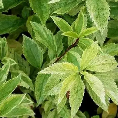 Форзиция ЛЕДНОГОРА промежуточная в Новополоцке