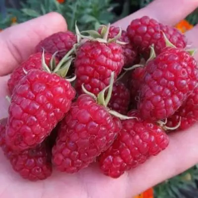 Малина МОСКОВСКИЙ ВЕЛИКАН в Новополоцке