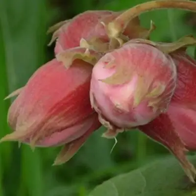 Фундук АКАДЕМИК ЯБЛОКОВ в Новополоцке