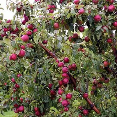 Яблоня ЛОБО в Новополоцке