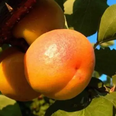 Абрикос СПАДЧЫНА в Новополоцке