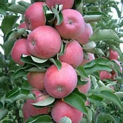 Яблоня АНТЕЙ КИЕВСКИЙ колонновидная в Новополоцке