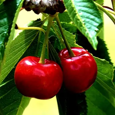 Вишня НИКА в Новополоцке