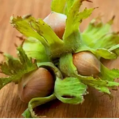 Фундук ГИГАНТ ТАМБОВСКИЙ в Новополоцке