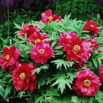 Пион КРАСНЫЙ ЛОТОС древовидный в Новополоцке