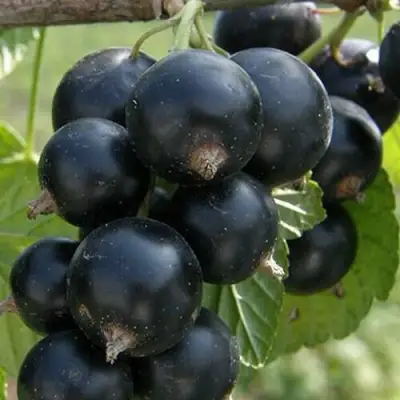 Смородина черная КЛУССОНОВСКАЯ в Новополоцке