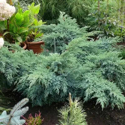 Можжевельник БЛЮ ШВЕД (СВИД) чешуйчатый в Новополоцке