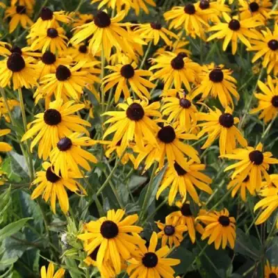 Рудбекия блестящая в Новополоцке