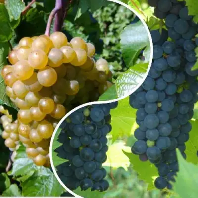 Комплект ИНЬ-ЯНЬ в Новополоцке