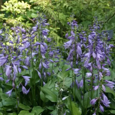 Хоста ГАРРИ ВАН ТРИЕР в Новополоцке