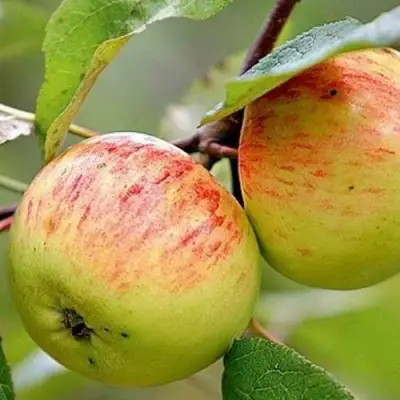 Яблоня РАНЕТКА (КОРОБОВКА) в Новополоцке