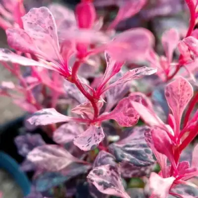 Барбарис РОУЗ ГЛОУ тунберга в Новополоцке