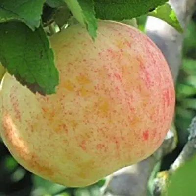 Яблоня ЛЕТНЕЕ СЛАДКОЕ в Новополоцке