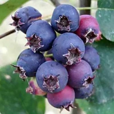 Ирга SLEYT в Новополоцке