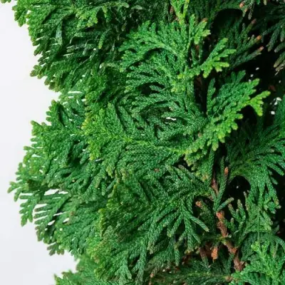 Туя СПИРАЛИС западная в Новополоцке