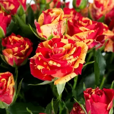 Роза ФАЙЕР ФЛЕШ спрей в Новополоцке