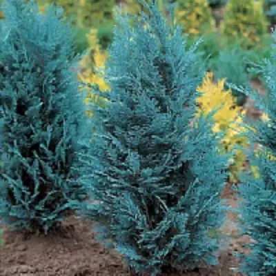 Кипарисовик ВАН ПЕЛЬТС БЛЮ лавсона в Новополоцке