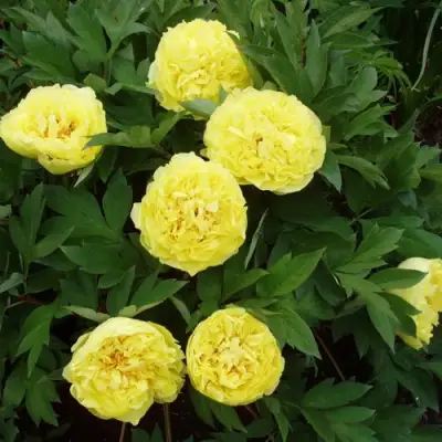 Пион ЗОЛОТАЯ КОРОНА древовидный в Новополоцке