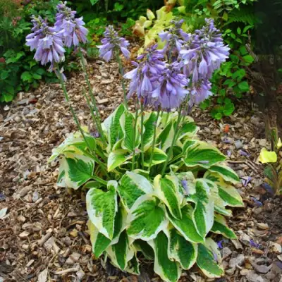 Хоста АУРЕОМАРГИНАТА в Новополоцке