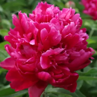 Пион ПЕСНЬ ВЕТРА травянистый в Новополоцке