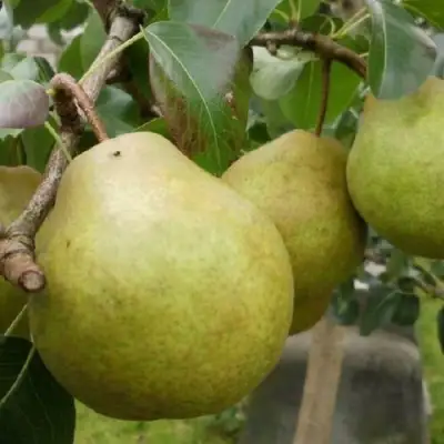 Груша ПЛАТОНОВСКАЯ в Новополоцке