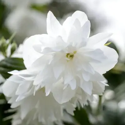 Жасмин МИНЕСОТА СНОУФЛЕЙК в Новополоцке