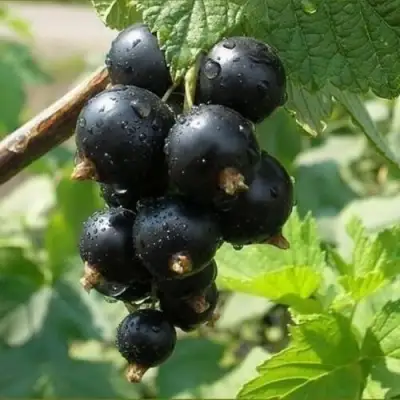 Смородина черная ПИГМЕЙ в Новополоцке