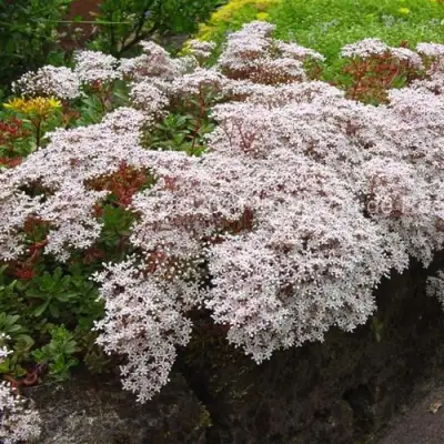 Очиток (седум) МУРАЛЕ белый в Новополоцке