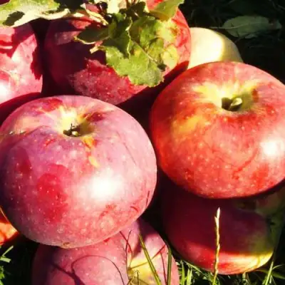 Яблоня АПОРТ в Новополоцке