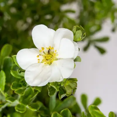 Лапчатка СНОУБЕРД кустарниковая в Новополоцке