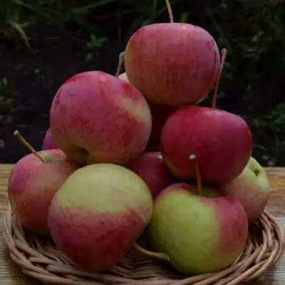 Яблоня РОДНИКОВАЯ в Новополоцке