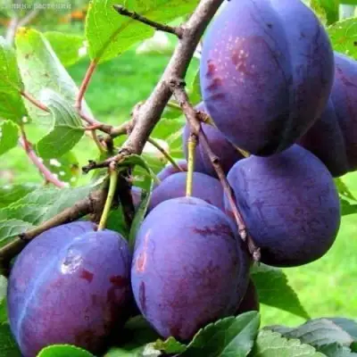 Слива ВЕНГЕРКА БЕЛОРУССКАЯ в Новополоцке