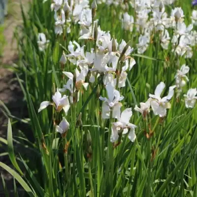 Ирис АЛЬБА сибирский в Новополоцке