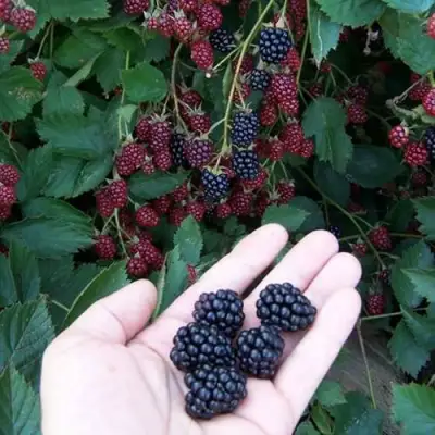 Ежевика ОРКАН бесшипная  в Новополоцке