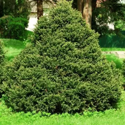Ель ОЛЕНДОРФИ обыкновенная в Новополоцке