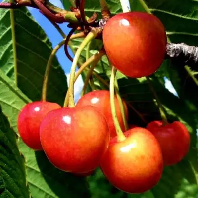 Черешня ФАТЕЖ в Новополоцке