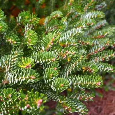 Пихта белая в Новополоцке