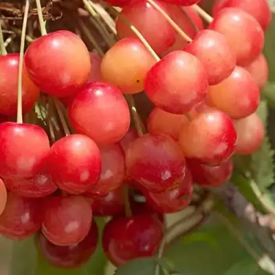 Черешня ЮЛИЯ в Новополоцке